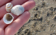 (c) Hummel, ORF Muscheln