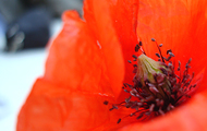 Mohnblume